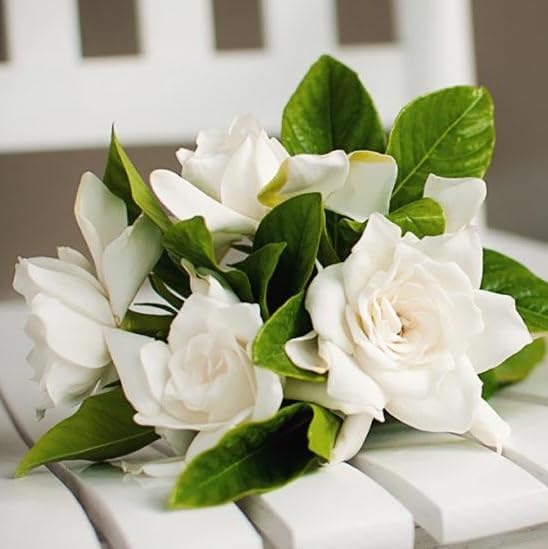 Gardenia Veitchii - Everblooming - Gardenia Jasminoides. Fragrant Evergreen Shrub with Glossy Foliage and Pure White Blooms, Perfect for Pots, Borders, or Gardens (2 Gardenia Veitchii Plants in Cup)