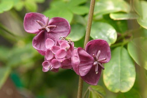 Chocolate Vine Perennial - Edible - Akebia quinata - 2.5" Pot