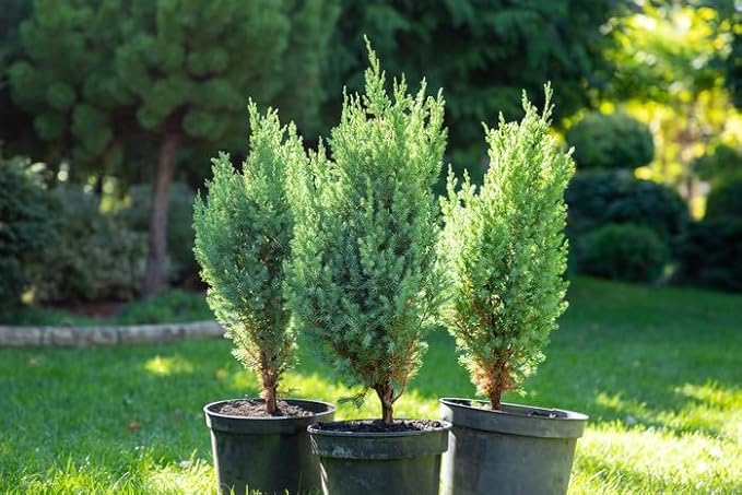 Premium Juniper Potting Soil Mix - Perfect Balance of Nutrients, Drainage, and Aeration for Healthy Juniper Trees - 20 Quart