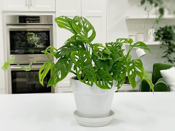 Premium Swiss Cheese Plant Potting Mix - Monstera Deliciosa Blend for Optimal Nutrients and Drainage for Healthy Growth - 4 Quart
