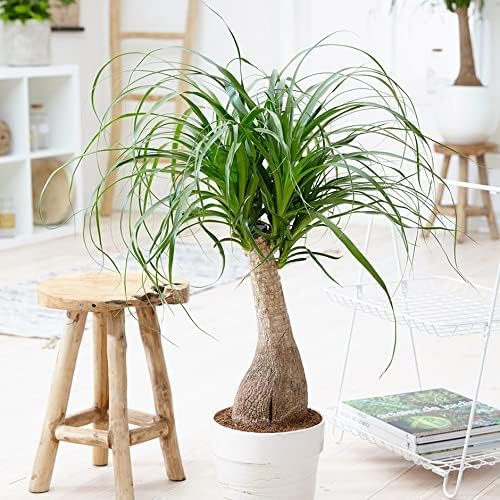 Nolina Plant Potting Soil - Enhance Form and Health with Professional Grade Nutrient-Rich Mix - 3 Quart