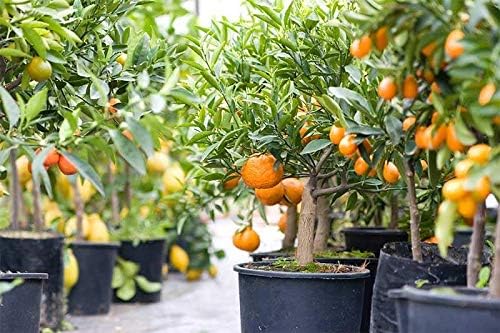 Citrus Tree Potting Soil Mix - 10 Quart - Special Blend for Indoor Oranges, Lemons, Limes and More - (2 Bags of 5 Quart)