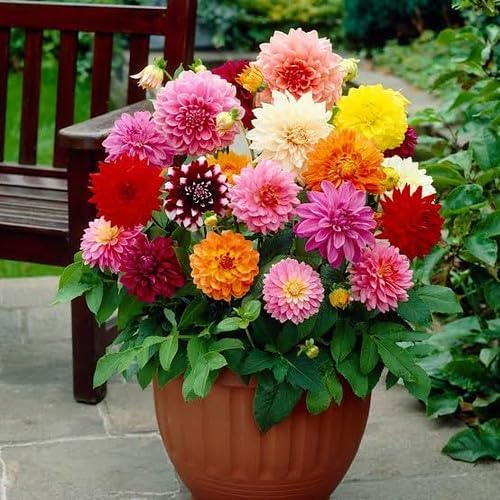 Premium Dahlia Potting Soil Mix - Ideal for Growing Vibrant and Healthy Dahlias - 4 Quart