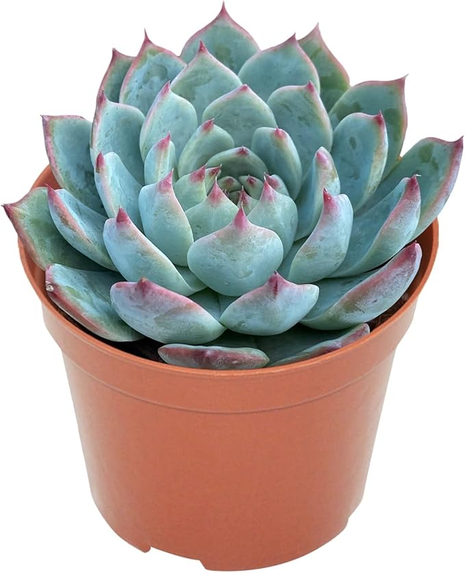 Live Succulent Plants Echeveria 'Chihuahuaensis', Easy Care Potted Succulents, Approx 4" D x 4" H, Indoor Houseplant, Unique Gifts, Home Office Décor