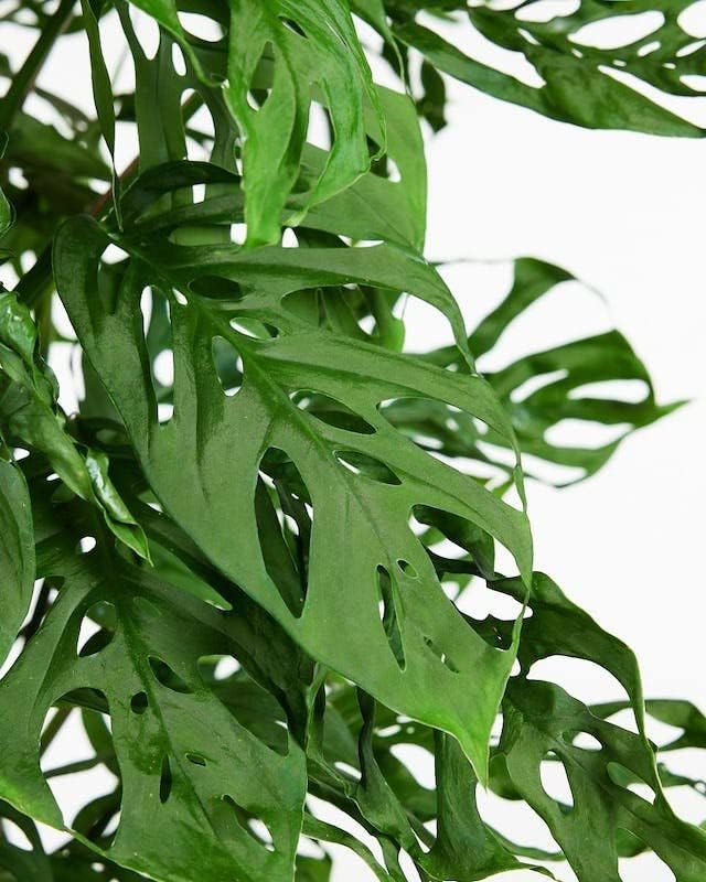 Monstera Adansonii Premium Potting Mixture: Promote Aeration, Drainage & Nutrient Uptake - 2 Quart