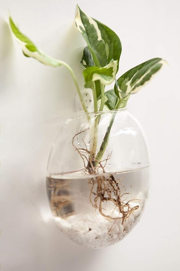 Mkono Wall Hanging Glass Terrariums Planter Oblate Flower Vase for Hydroponics Plants, Bathroom, Home Office Living Room Decor, Set of 2