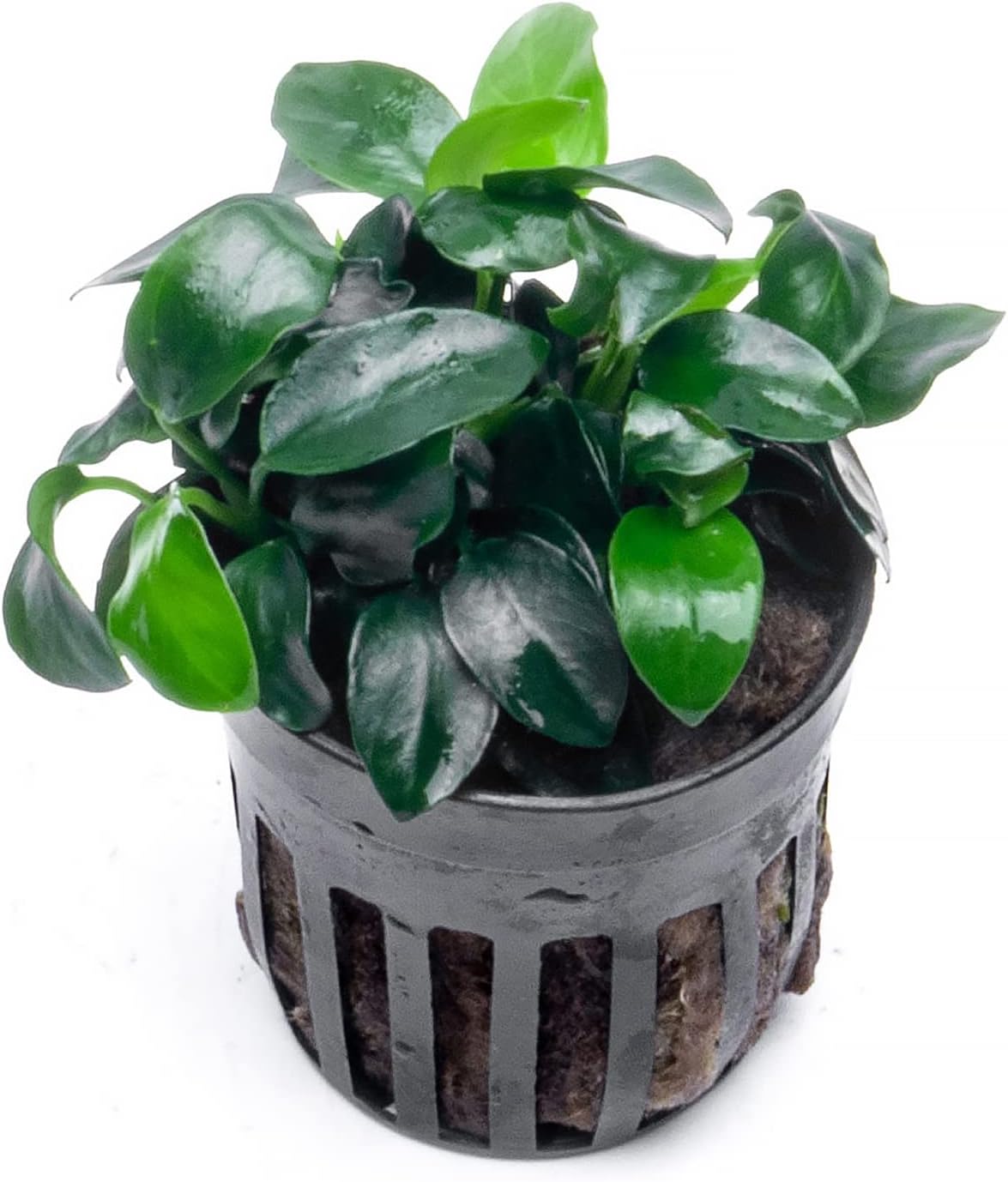Anubias Live Aquarium Plants - Potted Freshwater Plant for Fish Tanks, Terrariums - Beginner Friendly Low Light (Nana Petite, 3 Pots)