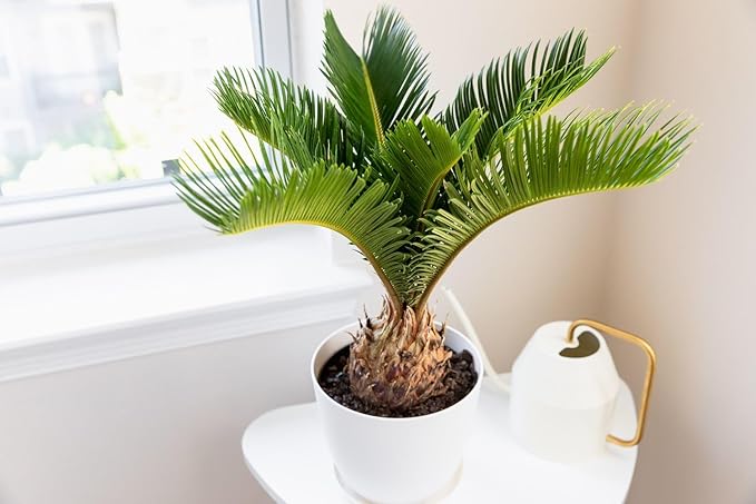 Premium SOGO Palm Plant Potting Mix - Crafted for Thriving Growth and Exquisite Beauty - 1 Quart