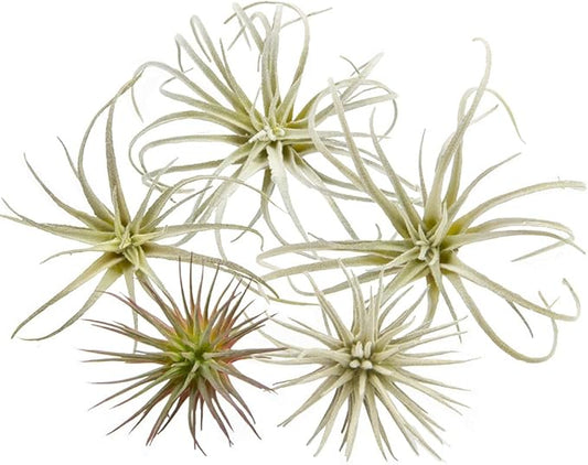 CHIVE Artificial Air Plants — Bulk Set of 5, Small — Ultra Realistic Fake Tillandsia Bromeliad Plants — Decorative Faux Succulents for Home & Office Decor — No Care Needed!