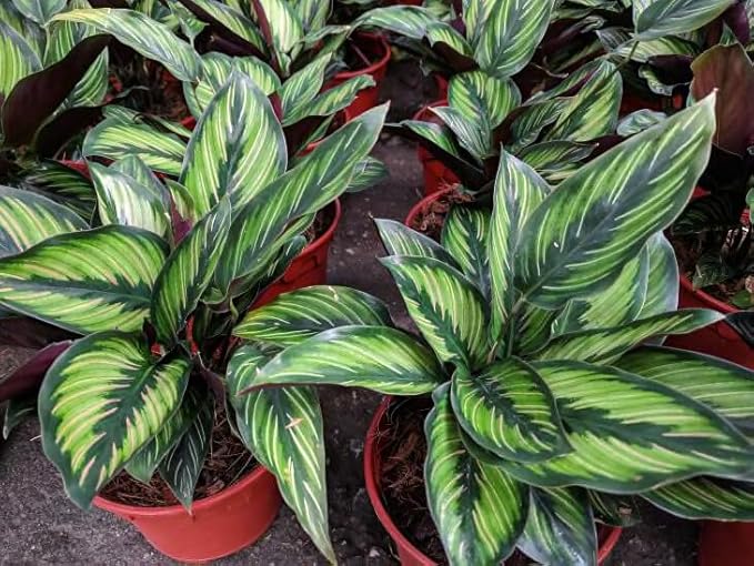 Calathea Potting Mix - Promote Strong Roots and Captivating Patterns with Our Premium Blend - 4 Quart