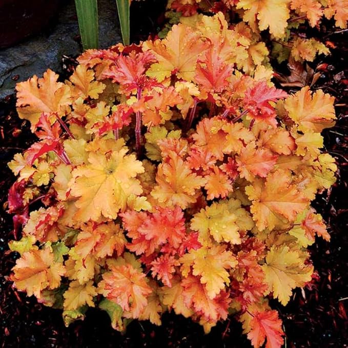 2 Heuchera Live Plants, Coral Bells Red Oragne Yellow Heuchera Perennials for Outdoor Garden, Shade Border, Containers, 4-6” Tall Well-Rooted
