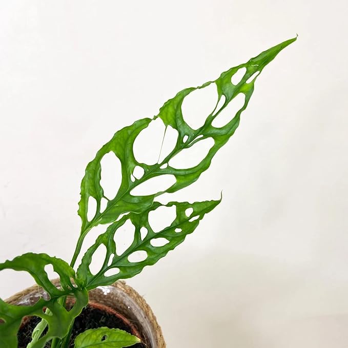 Papaya Plant Potting Mix - Unlock Rich Growth and Flavorful Harvests with Our High-Performance Formula - 20 Quart