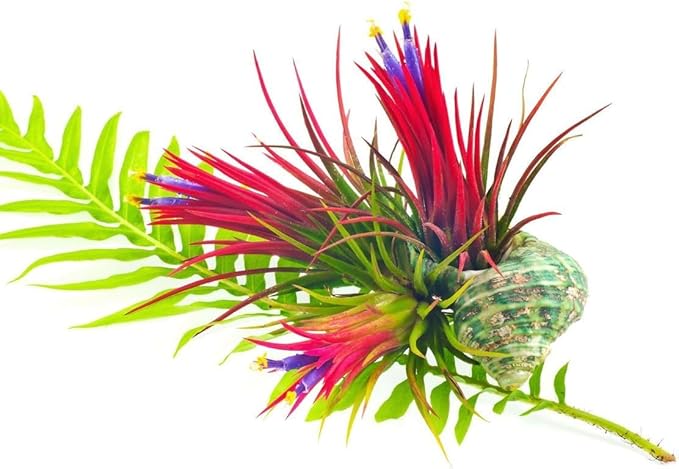 Air Plants Live, 10 Red Tillandsia Air Plants Live Houseplants for Growing Indoors Outdoors, 2 to 3 Inches Tall, Tillandsia Plants Live, Live Air Plants