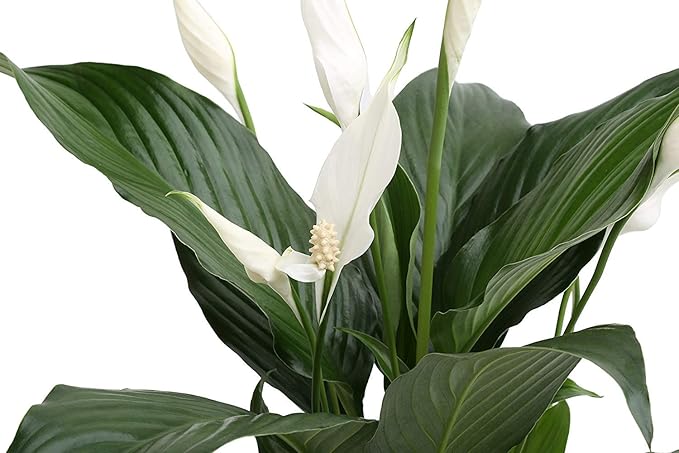 Costa Farms Spathiphyllum Peace Lily Live Indoor Plant in in Premium Scheurich Ceramic Planter, 15-Inch