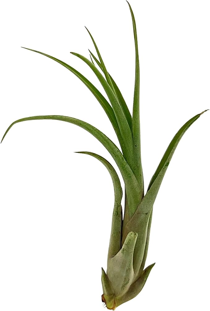 Live Air Plant – Tillandsia Capiput, Jumbo 6-9” - 2 ct - Live Arrival Guaranteed - House Plants for Home Decor & Gift
