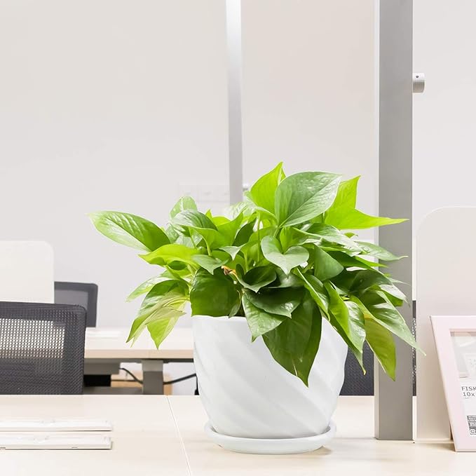 Plant Pots - 4.7 Inch Cylinder Ceramic Planters with Connected Saucer, Pots for Succuelnt and Little Snake Plants, Set of 4, White