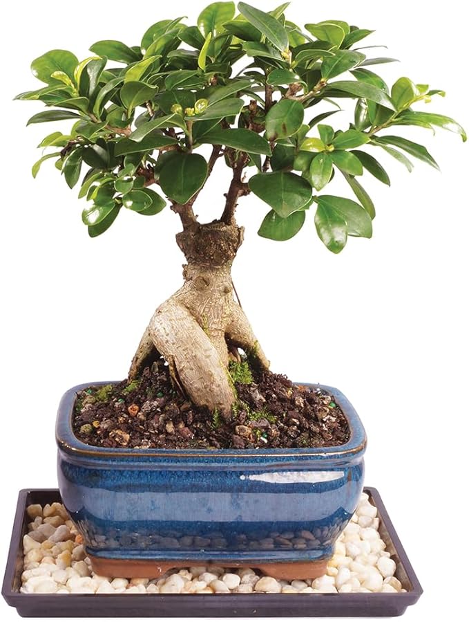 Brussel's Bonsai Live Ginseng Grafted Ficus Indoor Bonsai Tree - Small, 4 Years, 6 to 8 In - Live Bonsai Tree in Ceramic Bonsai Pot and Humidity Tray