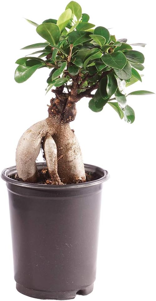 Brussel's Bonsai Live Gensing Grafted Ficus Indoor Bonsai Tree-4 Years Old 6" to 8" Tall with Plastic Grower Pot, Small, Blank