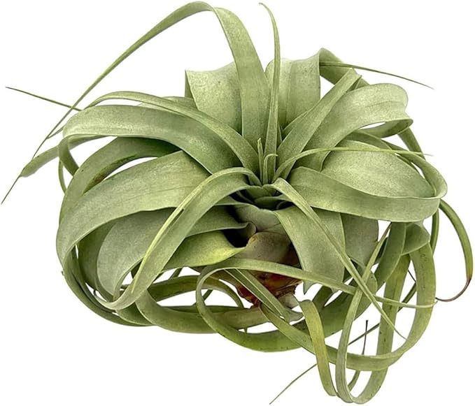 Air Plants - Tillandsia Xerographica, Large 5-7” - 10ct - Live Arrival Gauranteed - House Plants for Home Decor & Gift