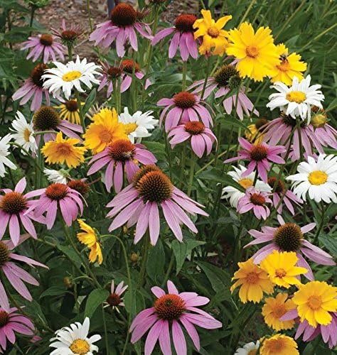 Dirt Goddess Super Seeds ~ All Perennial Wildflower Seed Mix (1/4 Lb) 84,000 Seeds Non GMO Bulk