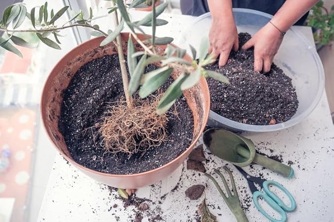 Premium Olive Tree Potting Mix - Perfect Balance of Air, Moisture, and Nutrients - 1 Quart