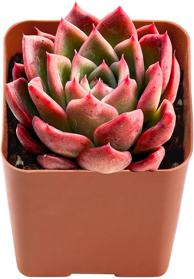 Live Succulent Echeveria Agavoides 'Calistos', Approx 2-inch Large, Potted Succulents, Fully Rooted, Easy Care House Plants