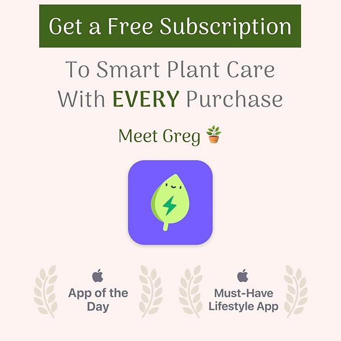 American Plant Exchange Live Arbequina Olive Tree, Fruit Bearing, Plant Pot for Home and Garden Decor, 5-Inch Pot, 1.5 Ft Tall