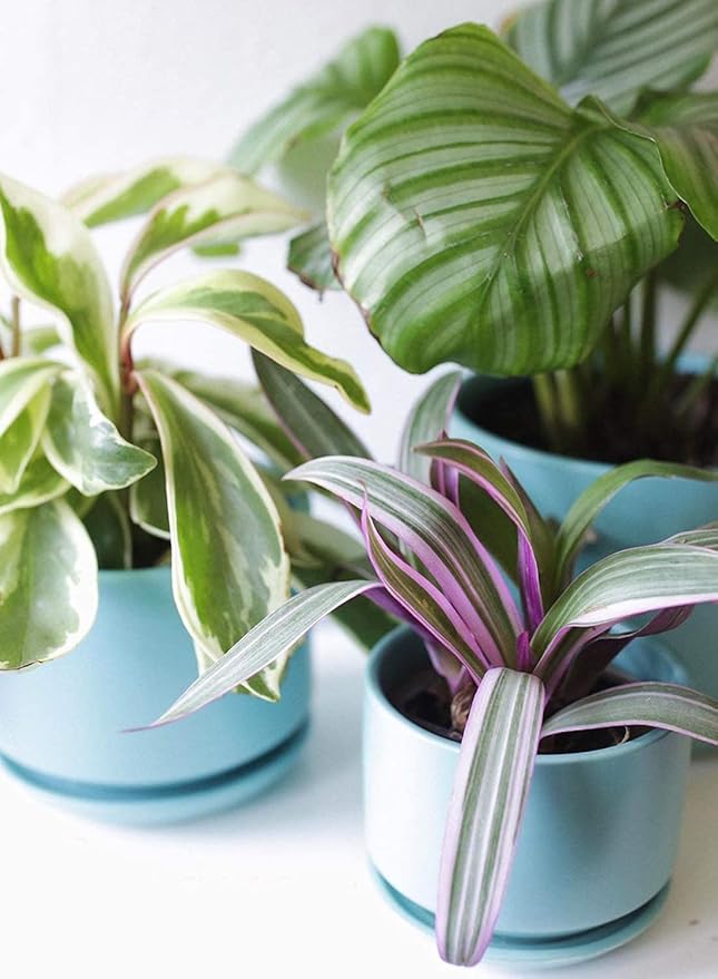 LE TAUCI Ceramic Plant Pots, 4.3+5.3+6.8 inch, Set of 3, Planters with Drainage Hole and Saucer, Indoor Flower Pot with Hole Mesh Pad, Gifts for Mom, Aqua