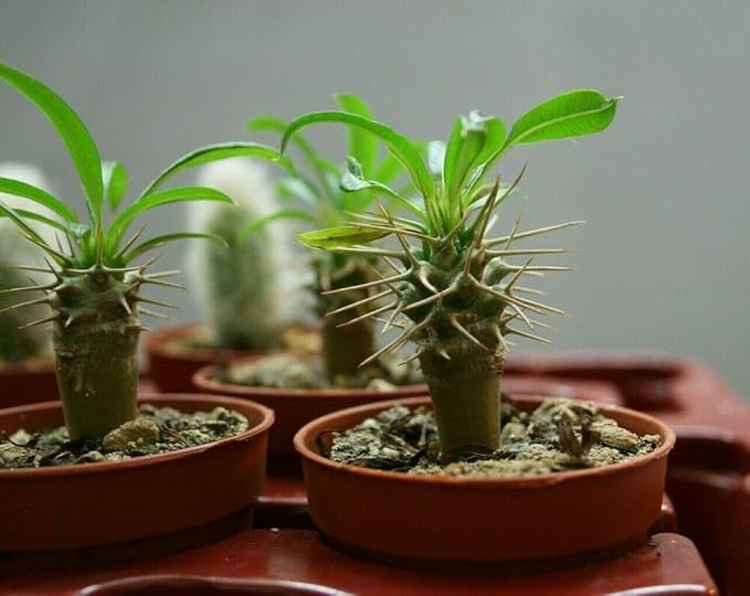 Madagascar Palm Potting Soil - Enhance Growth and Health with Professional Grade Nutrient-Rich Mix - 3 Quart