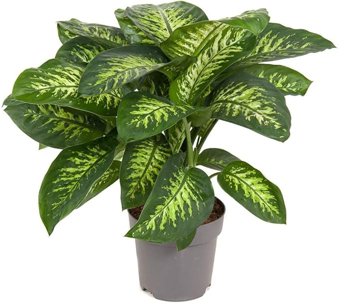 Premium DIEFFENBACHIA Potting Soil Mix - Ideal for Growing Robust and Healthy Dieffenbachia - 10 Quart