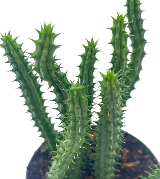 BubbleBlooms Huernia Red Dragon Stapelia Cactus/Huernia penzigii, in 4 inch Pot