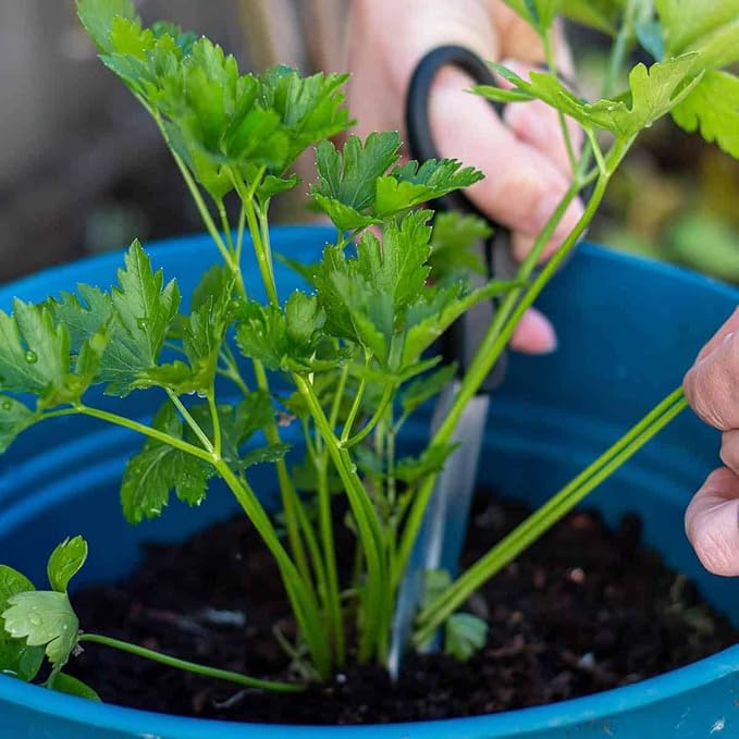 Parsley Plant Potting Mix - Unlock Fresh Growth and Robust Culinary Flavors with Our High-Performance Formula - 20 Quart