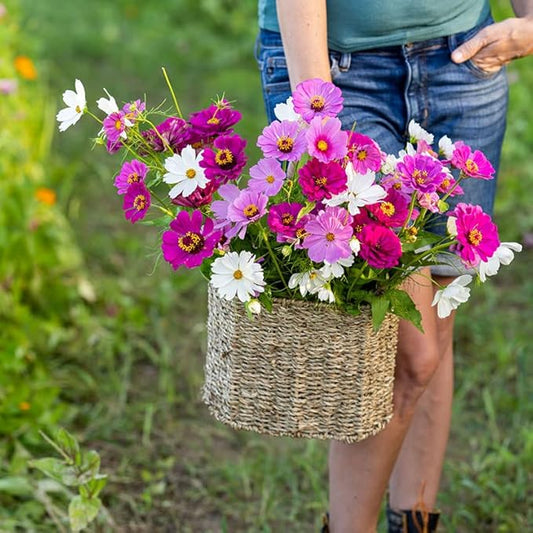 Eden Brothers Purple Rain Flower Mixed Seeds for Planting, 1/4 lb, 120,000+ Seeds with Zinnia Purple Prince & Violet Queen, Cosmos, Attracts Pollinators, Plant in Spring, Zones 3, 4, 5, 6, 7, 8, 9, 10