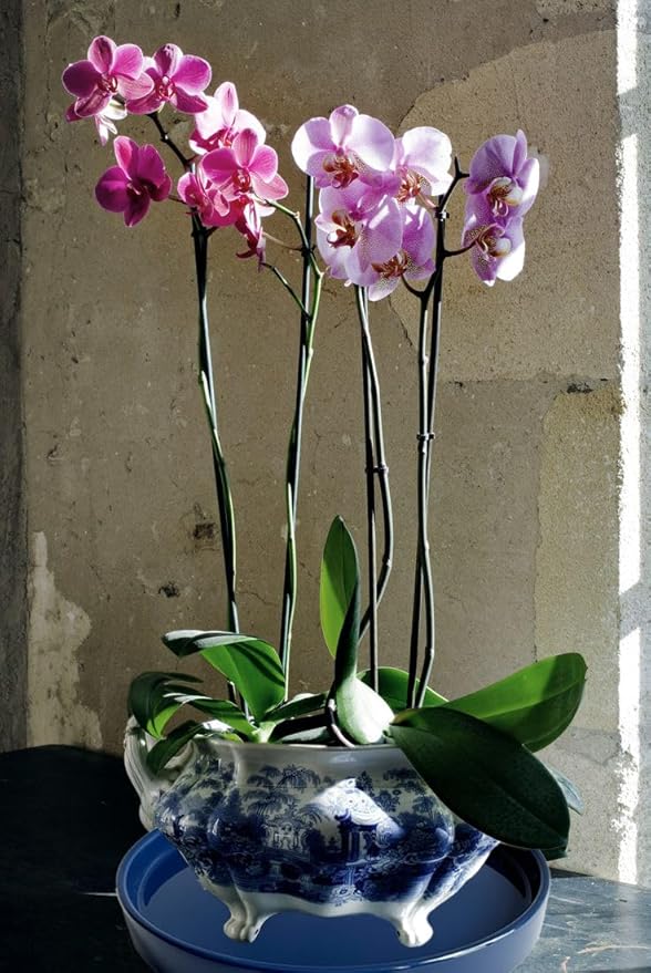 Ceramic Plant Saucer Pot Tray 10 Inch, Planter Saucers 4 5 6 7 8 9 10 11 12 13 Inch for Indoors Outdoor, Durable Sturdy Flower Drainage drip Water Tray for Glazed Pots Base (10.7 Inch-Blue)