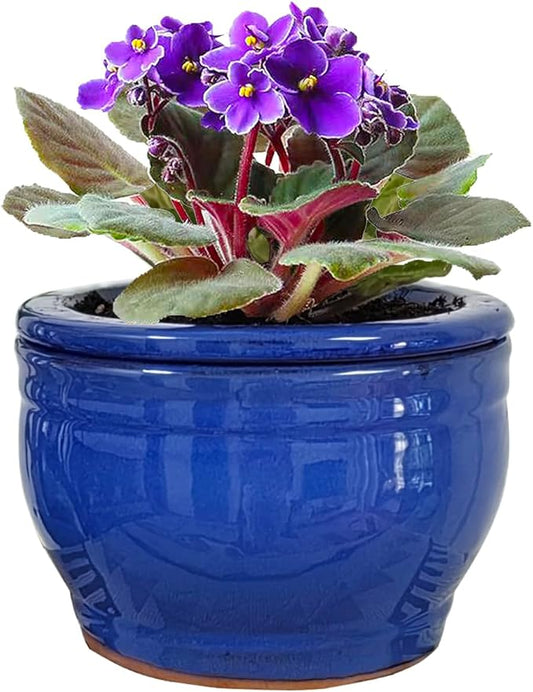 African Violet Pots Self Watering Round Ceramic Violet Pot (Blue, 6 inch)