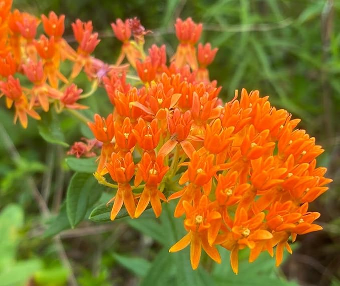 3 Live Butterfly Milkweed Plants (Asclepias tuberosa) Perennial Wildflowers from My Home Park – Individually Potted in 4” Pots – 4–8” Tall on Arrival – Not Seeds – Blooms in Mid-Summer – Zones 4-8