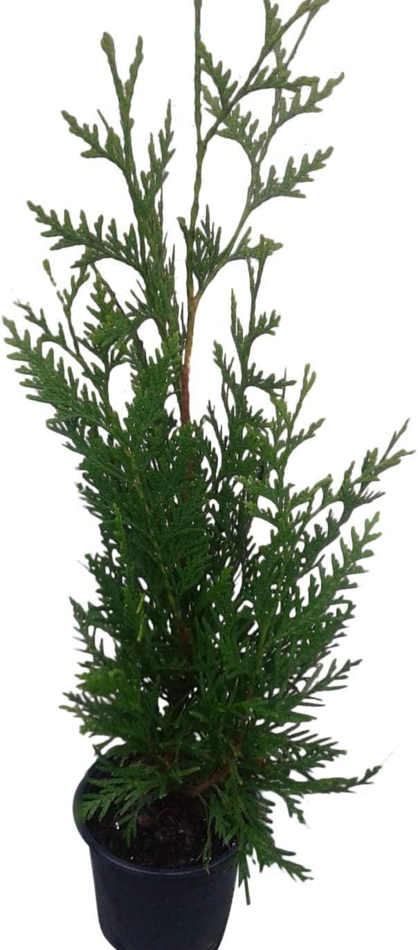 Thuja Green Giant Arborvitae Lot of 10, Quart Pot