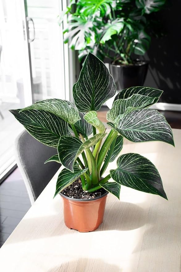 Organic Philodendron Potting Mix by Gardenera - Nourish Your Plants Naturally - 2 QUARTS