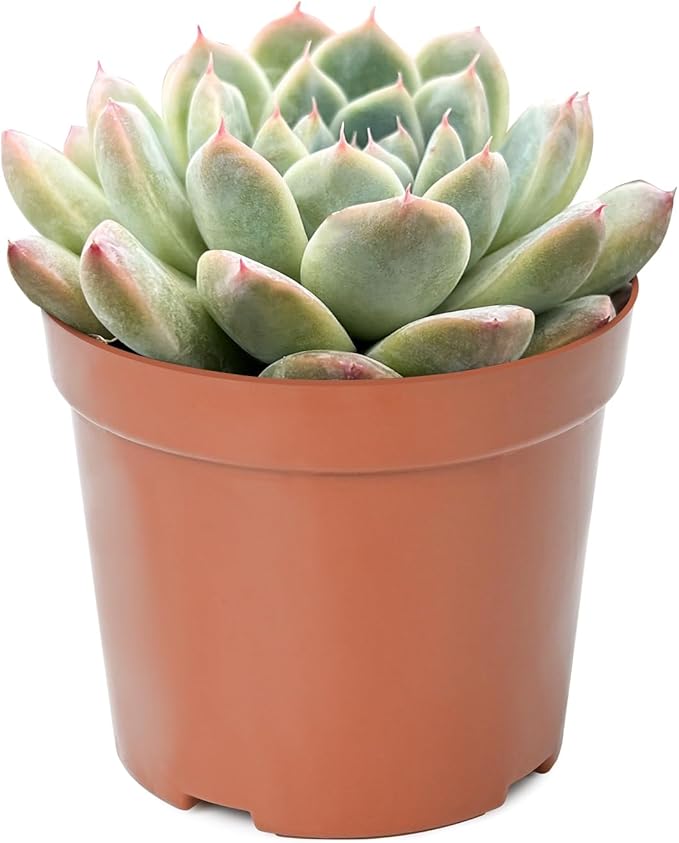 Live Succulent Plants Echeveria 'Albus Beauty', Easy Care Potted Succulents, Approx 4" D x 4" H, Indoor Houseplant, Unique Gifts, Home Office Décor