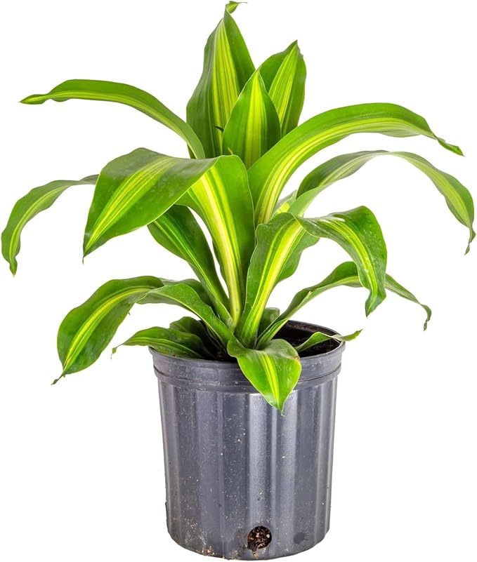 Premium Dracaena Potting Soil Mix - (5 Quart Bag)