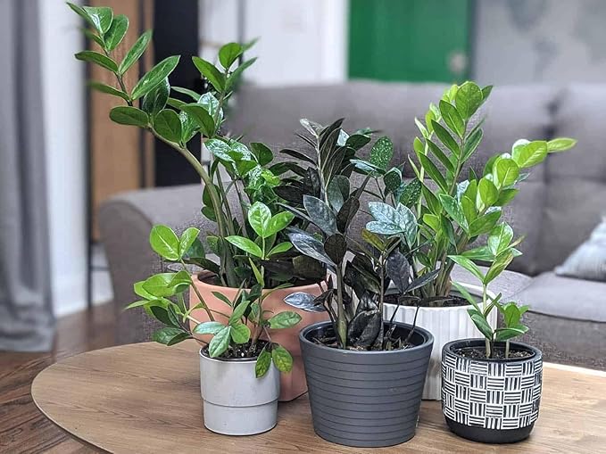 Premium ZZ Plant Essential Potting Blend - All-Natural Blend for Thriving Zamioculcas Plants - Boosts Root Health and Distinctive Beauty - 2 QUARTS