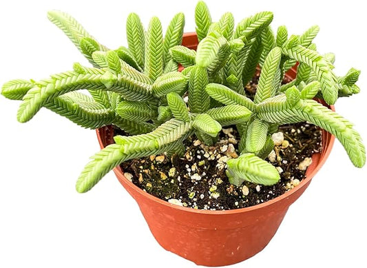 Live Succulent Plants Green Pagoda Mini Jade, Easy Care Potted Succulents, Approx 4" D x 9" H, Indoor Houseplant, Unique Gifts, Home Office Décor