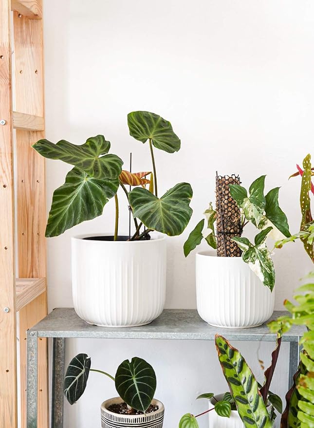 LE TAUCI Ceramic Planters, Set of 3 Plant Pots for Indoor Plants, 8.3+6.9+5.7 inch Flower Pots with Drainage Holes, Medium Cylinder Planters Pot for Indoor House Plants, White