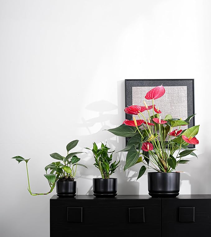 Ton Sin Plant Pots, 4.1+5.1+6.5 inch, Set of 3, Ceramic Planters with Drainage Hole and Saucer, Indoor Flower Pot with Hole Mesh Pad, Gifts for Mom（Matte Black）