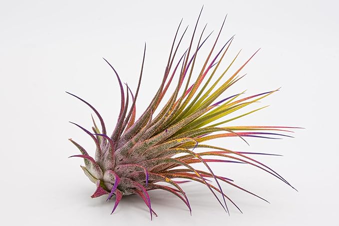 Live Extra Large Tillandsia Ionantha Guatemala Colorful Air Plant 3+ inch Enhanced Color Easy Care Indoor Outdoor Home Decor Gift Airplant by Awesome Industries (Sunset XL)