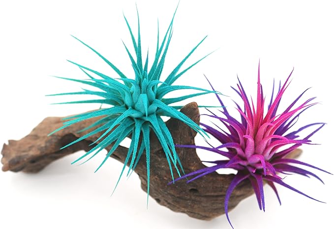 Live Extra Large Tillandsia Ionantha Guatemala Enhanced Colored Colorful Air Plant 3+ inch Easy Care Indoor Outdoor Home Decor Gift Airplant Awesome Industries Live Arrival Guaranteed (Moonbeam XL)
