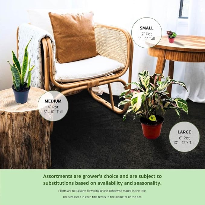 BubbleBlooms Jade Succulent in a 4 inch Pot Crassula ovata