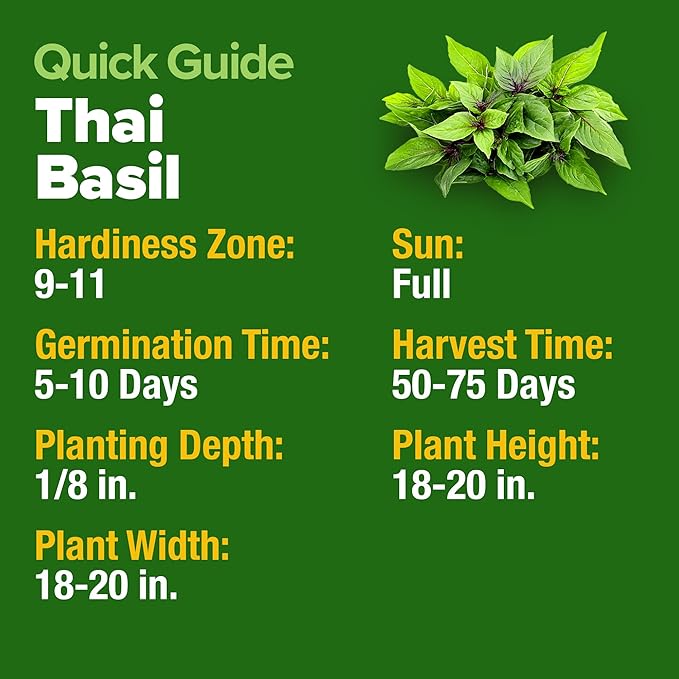 HOME GROWN Thai Basil Seeds Pack - 876 High Germination 𝗡𝗢𝗡-𝗚𝗠𝗢 𝗨𝗦𝗔 Heirloom Herb Seeds for Planting,Ideal for Growing Fresh Basil Planting Indoor or Outdoor(Ocimum basilicum var.thyrsiflora)