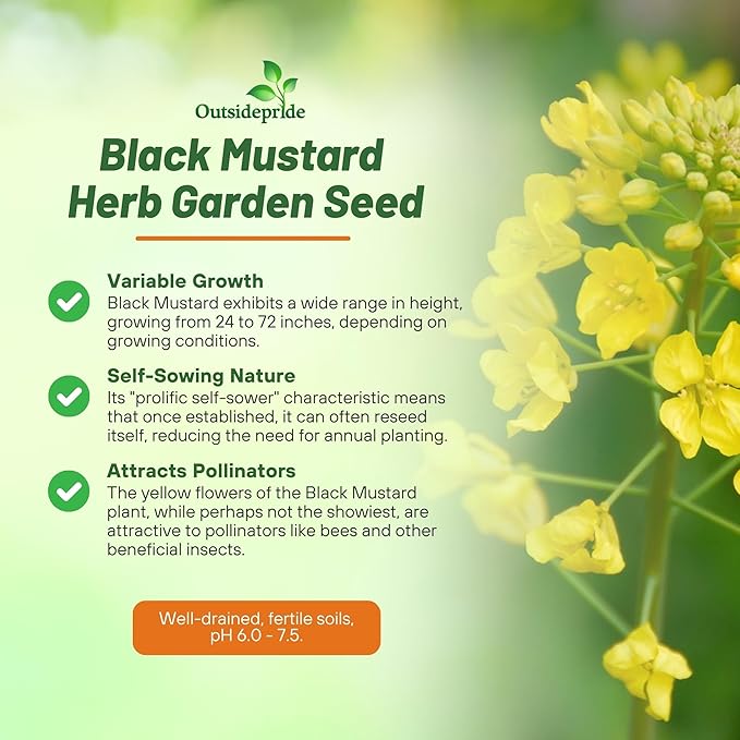 Outsidepride Black Mustard Seeds - 5000 Pcs Nutrient-Rich, Flavorful Annual Microgreen Seeds for Planting, Easy-to-Grow, Ideal for Indoor & Outdoor Cultivation, Soil & Hydroponic Systems