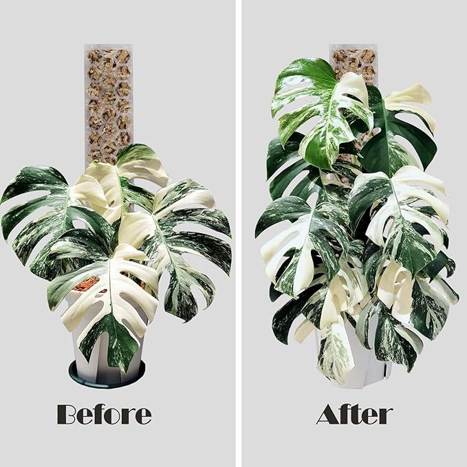 2 Pcs 17 Inch Clear Plastic Moss Pole for Plants Monstera, Designed Specifically for Climbing Plants, Stackable Plant Support for Indoor Plants Work with Sphagnum Moss